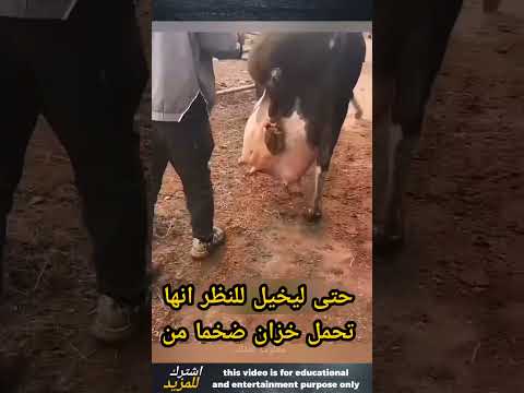 بقره لديها اكبر ضرع حليب في العالم