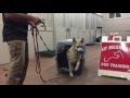 Dog and People Aggressive German Shepherd Transformation