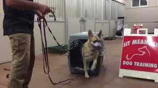 Dog and People Aggressive German Shepherd Transformation