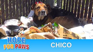 Laying on a pile of trash without moving, I feared something was terribly wrong. #germanshepherd