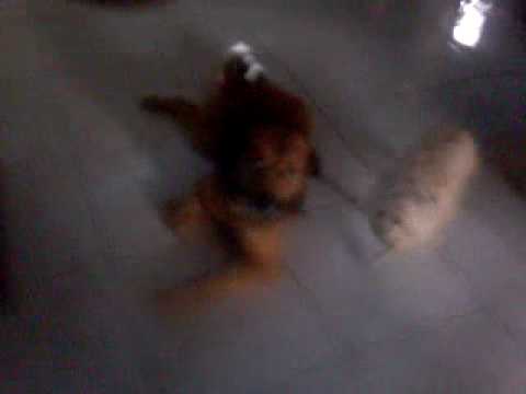pierre-dog plays dead