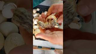 Baby Turkey Chick Hatching in the Incubator 🐥🦃#turkeychick #babyturkey #hatching #chickhatching
