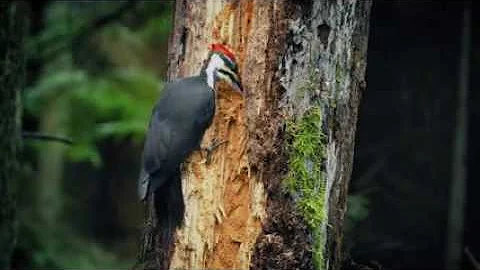 ¿Cómo alejar a los pájaros carpinteros de mi comedero?