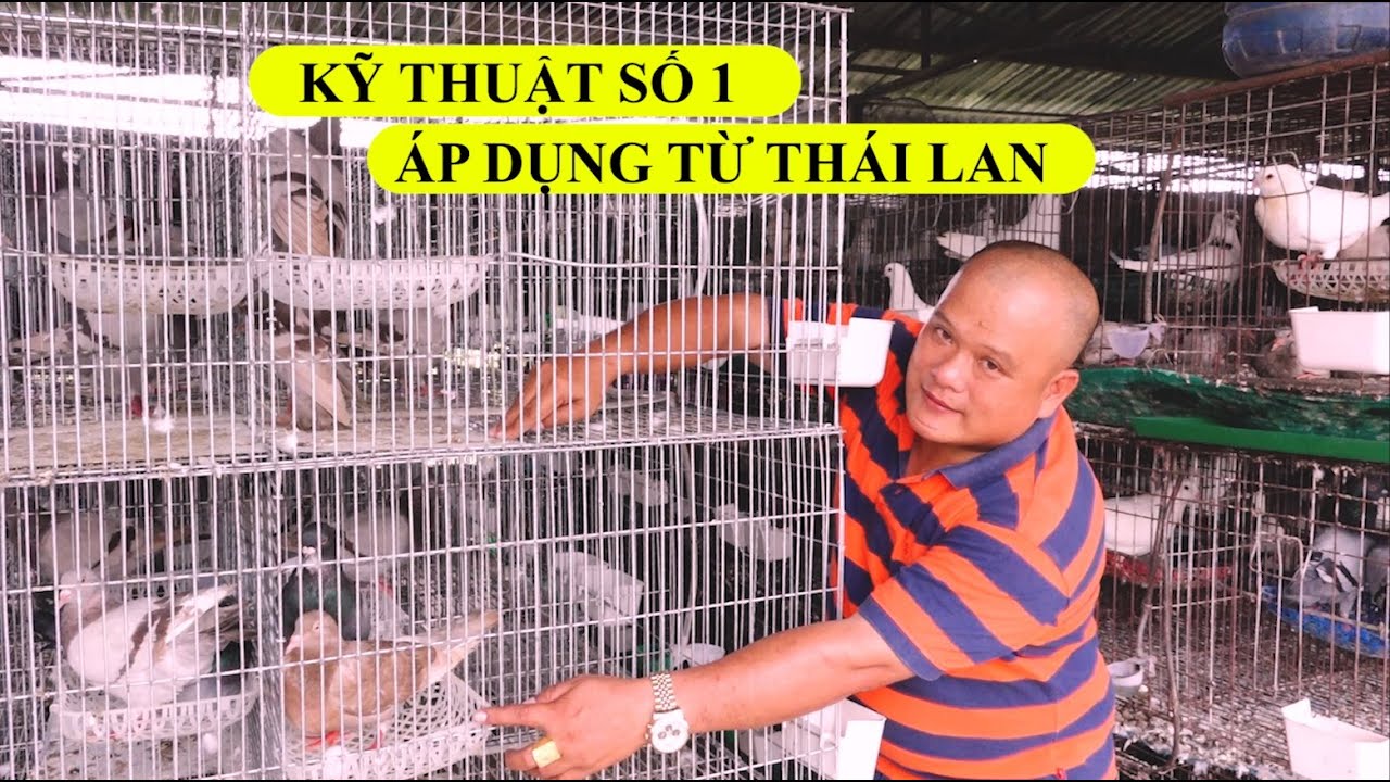 Cách nuôi bồ câu mới nhất từ Thái, không máng hứng phân, 2 năm mới vệ sinh | Nông dân (0961142323)