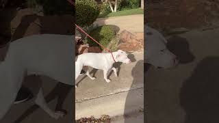 Dovie Walk 2 12 5 24