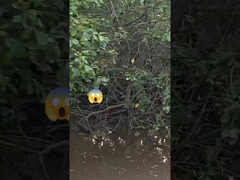 బాబోయ్ పెద్ద పాము😱 #explore#snake🐍 #goviral #vlog #mostlymahi #minivlog #foryou #feed#viralreels#fyp