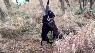 Staffordshire Bull Terrier Sports 1