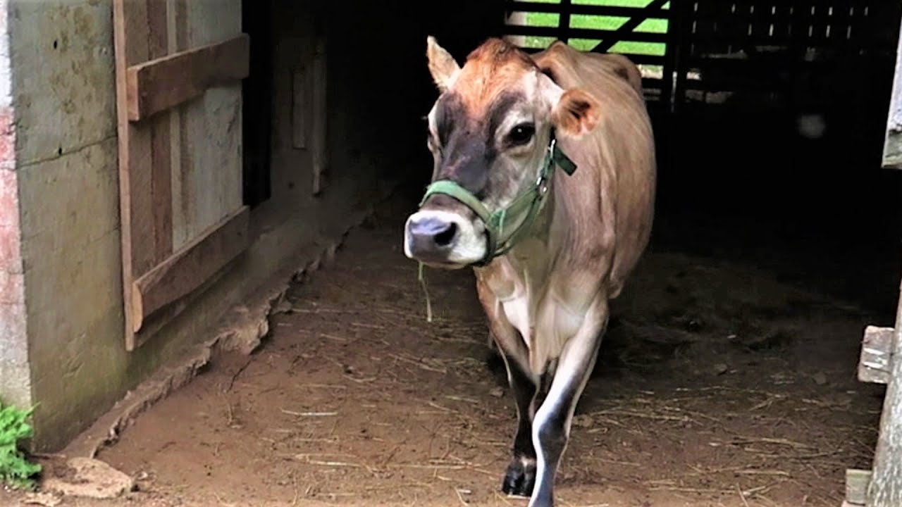 У нас есть наша корова породы джерсей! — Долли-