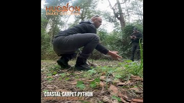 Carpet Python from Tallai GOLD COAST @hudsonsnakecatching