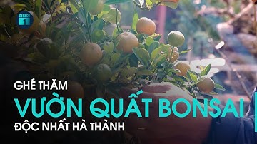Hà Nội: Lạc vào vườn quất bonsai tiền tỷ “cháy” hàng mỗi dịp Tết | VTC1