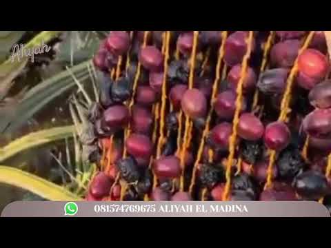Kurma Nabi Ajwa Aliyah Castle Farms Madinah Dates