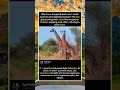 Giraffe Neck Fight: The Longest Duel in the Savanna#GiraffeFight #foryou #fyp #animals#funny
