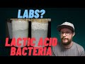Comment cultiver des laboratoires bactries lactiques intrant agricole naturel knf
