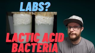 How To Cultivate Labs (Lactic Acid Bacteria) KNF Natural Farming Input