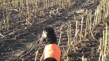 Gordon setter pointing partridge