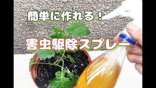 害虫対策 効果抜群 害虫駆除スプレーの作り方 スーパーの食材３５０円で虫よけスプレーを自作して家庭菜園をダニやバッタから守ろう Youtube