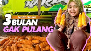 DAPET LIBUR BAWA PULANG EKSOTIS KE WONOGIRI PANEN JAGUNG