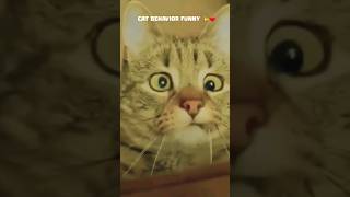 Tingkah Kucing Lucu Bermain Funny Cat @Garenafreefireindonesia #Cat #Cats #Cats #Funnycats