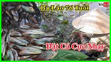 Mồi Bẫy Cá Sặc Đơn Giản Cực Nhạy Của Bà Lão 76 Tuổi , fish / Một Góc Miền Tây vlogs