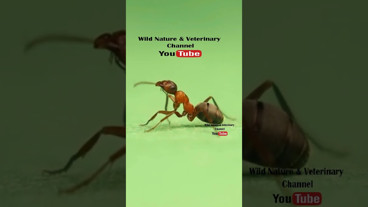 Closeup Red ant formica rufa.This insect is also called red wood ant, or horse ant. Workers