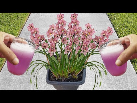 Vídeo: Plantant flors de lliri de la vall - Com cultivar plantes de lliri de la vall