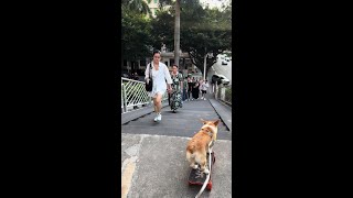 Cute puppy, I want to touch it! #Street walking buddy #Daily dog walking