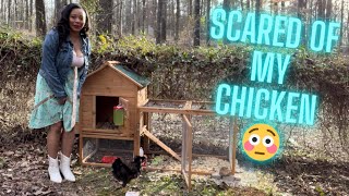 Amazon Chicken Coop! Bobbie the Chicken Moves In!