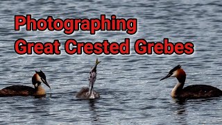 Great Crested Grebes | RSPB Fairburn Ings | Wildlife Photography