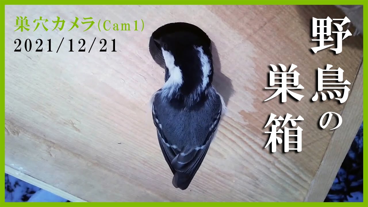 21 12 21 野鳥の巣箱 巣穴カメラ Cam1 シジュウカラ スズメ ヒガラ Youtube