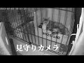 保護した親子猫ちゃん達。見守りカメラ🎥