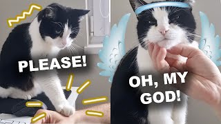 Cat Politely Asking To Get Petted