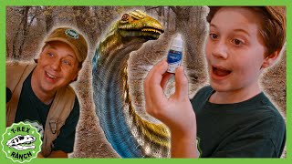 Epic Dinosaur Science Experiments & Baby Dino Capture! | T-Rex Ranch Dinosaur Videos for Kids