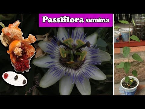 Video: Fiore Della Passione