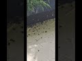 A look at a honeybee colony in a wall #bee #beekeeper #apiary #beekeeping #beefriendly #honey