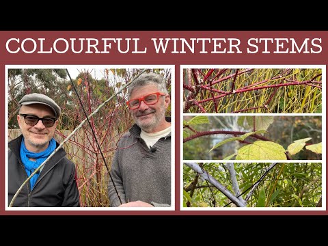 Video: Krāsaini kizili ainavās - labākie kizili ziemas interesēm
