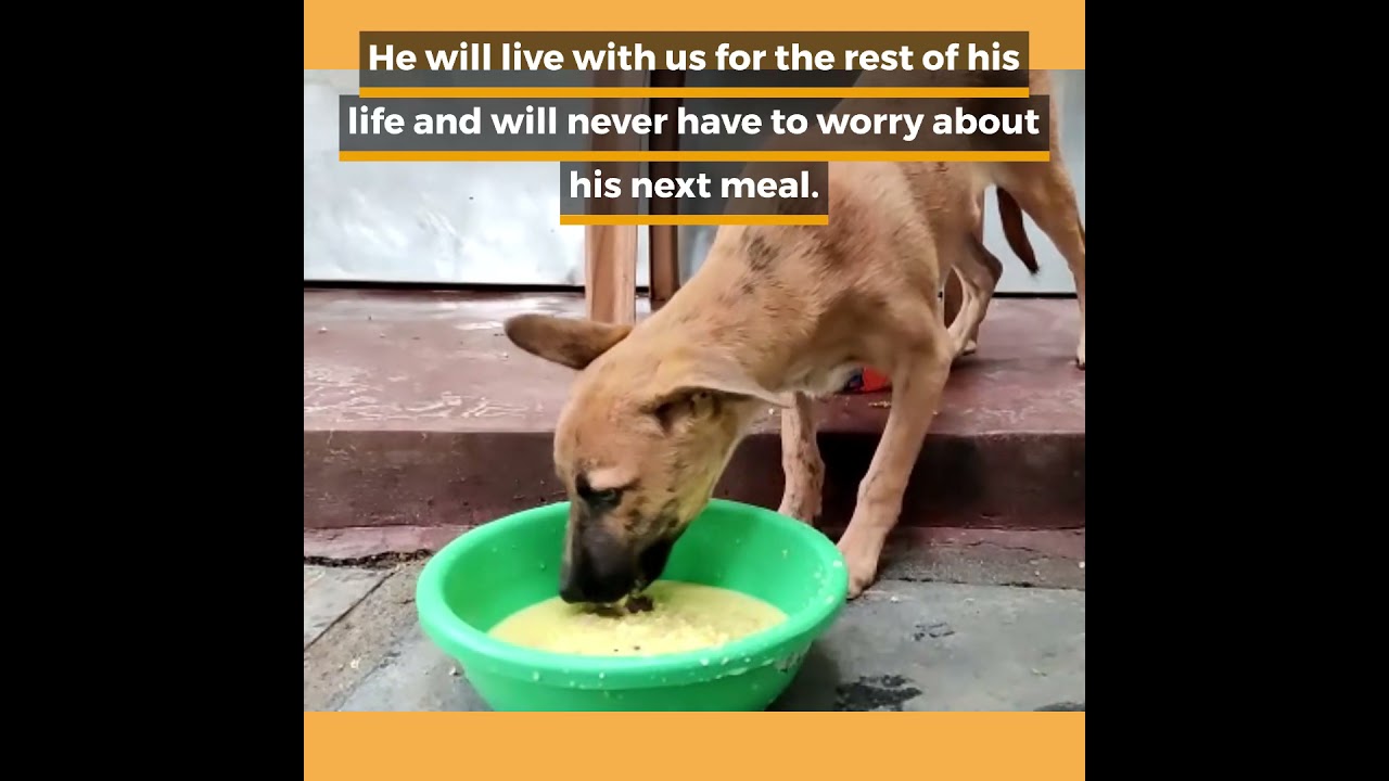 Nobody wanted this little puppy found alone and sick on the streets as he is a mixed breed dog.