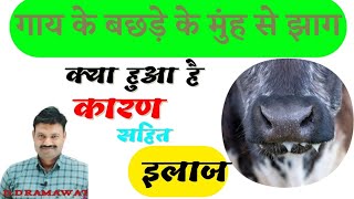 गाय के बछड़े के मुंह से झाग क्या हुआ है इलाज