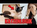 KATZENLOGIK vs MENSCHENLOGIK – erklärt mit MEMES 😹💀