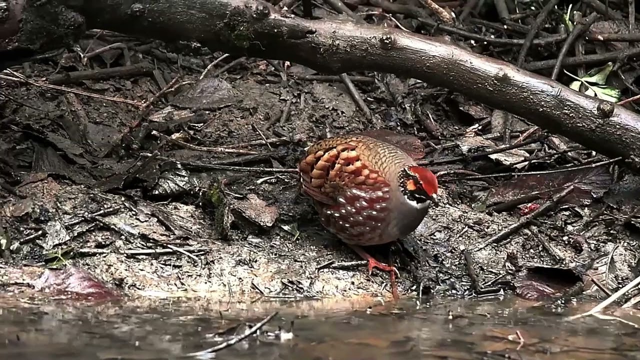 Hill Partridge  