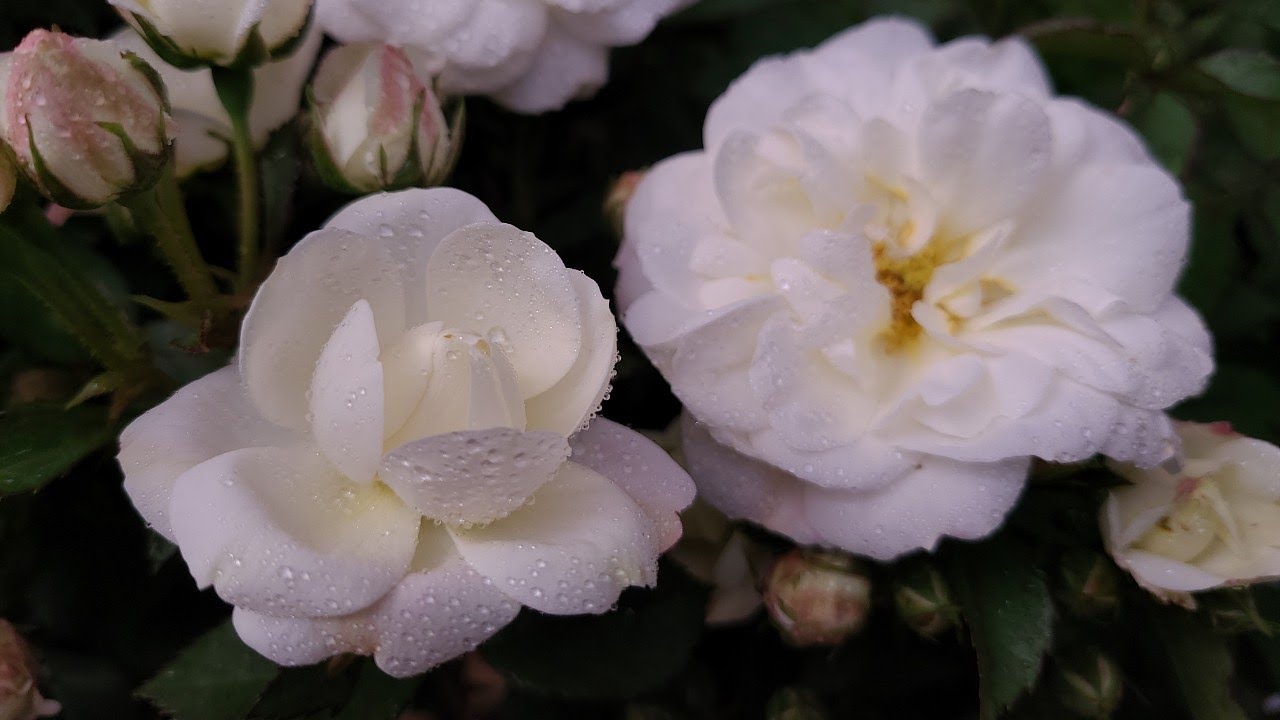 Rosa 'Whipped Cream'//⭐️Gorgeous WHITE,💮Easy to Grow Rose with light fragrance!