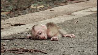 The good memory.! Bye bye to baby monkey he just 10 day old