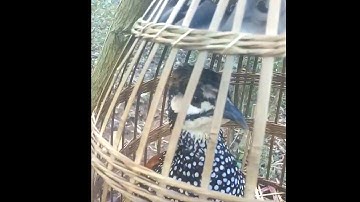 Chim đa đa sát bổi || mồi chuẩn & noog piv qas qas qua kho siab khuav nco txos lub neej pem suab