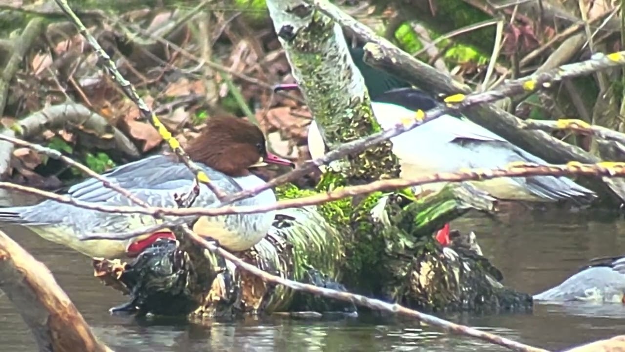 Filmpje 10 grote zaagbekken Gertrijvijver Prinsenpark. Maa 23 /02 /2026 #andrenuyens #Prinsenpark 