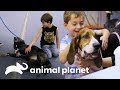 Encuentros de perros con niños | Pit bulls y convictos | Animal Planet
