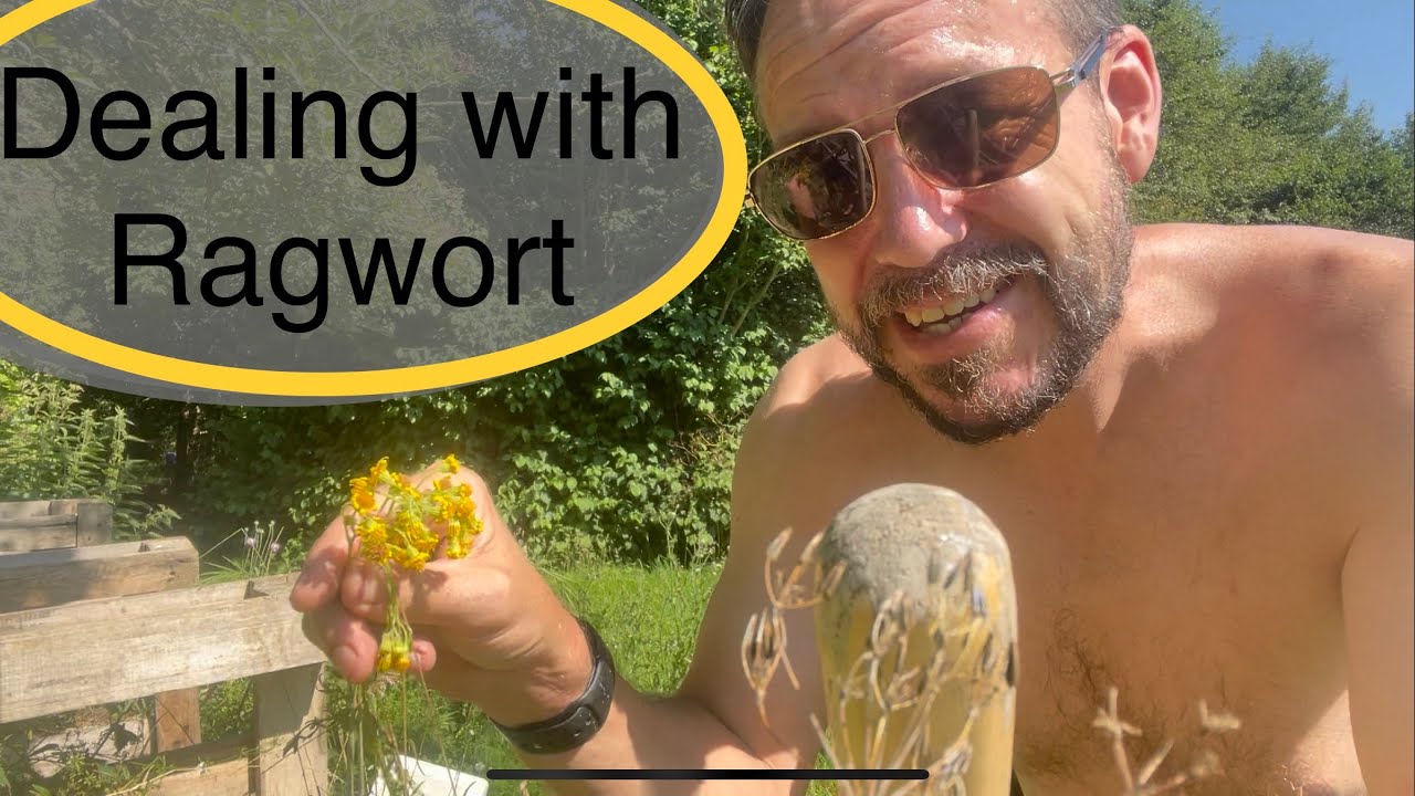 Dealing with Ragwort, pulling vs digging vs spraying vs leaving?