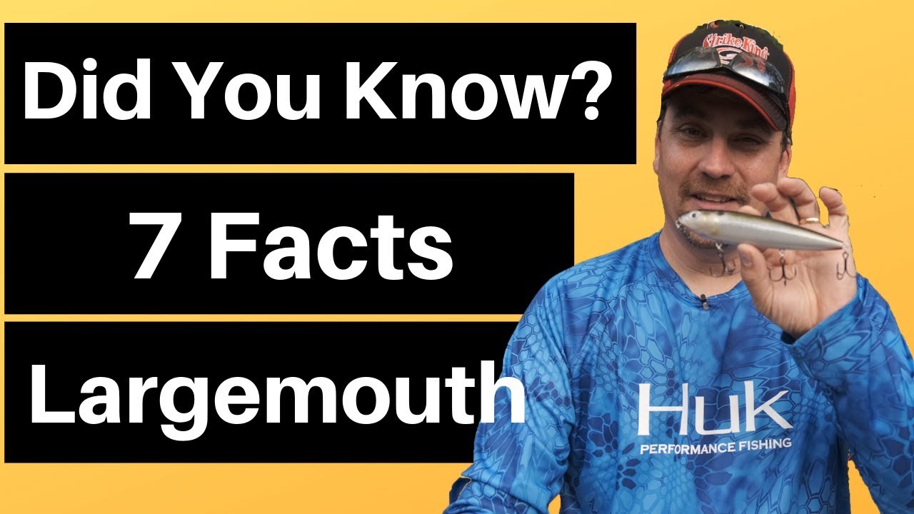 Bass Fishing Facts and Myths | Seven Largemouth Bass Facts | Fishing Facts  Largemouth Bass Behavior