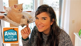 Britisch Kurzhaar Katze | Information für Kinder | Anna und die Haustiere