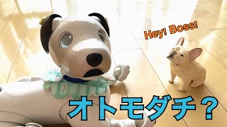 【笑】とってもわかりやすい行動をとる我が家のaibo