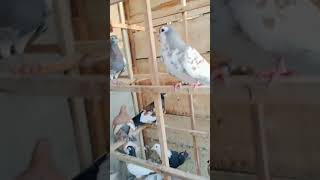 Download Lagu Rangeen kabutar🕊 MP3