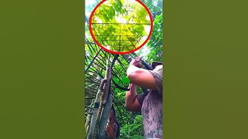 Berburu Pergam Hijau di hutan bakau ‼️ Mangrove #shorts@Camoflase Hunting